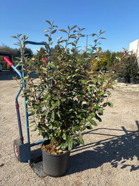 Immergrüne Ölweide 'Compacta' / Elaeagnus x ebbingei 'Compacta'