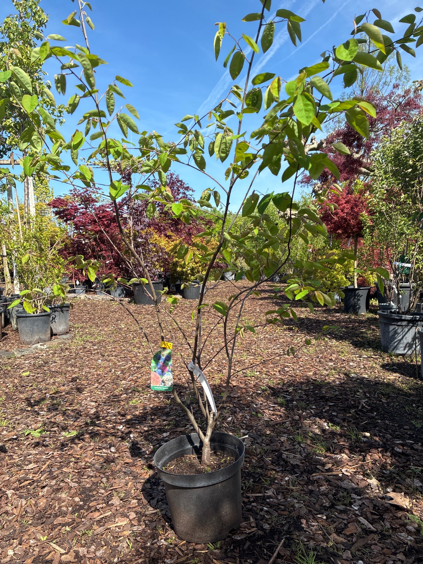 Kupfer-Felsenbirne / Amelanchier lamarckii