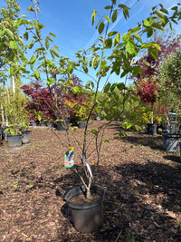 Kupfer-Felsenbirne / Amelanchier lamarckii