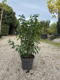 Portugiesische Lorbeerkirsche 'Angustifolia' / Prunus lusitanica 'Angustifolia'