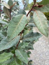 Immergrüne Ölweide 'Compacta' / Elaeagnus x ebbingei 'Compacta'