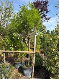 Kugelakazie 'Umbraculifera' / Robinia pseudoacacia 'Umbraculifera'