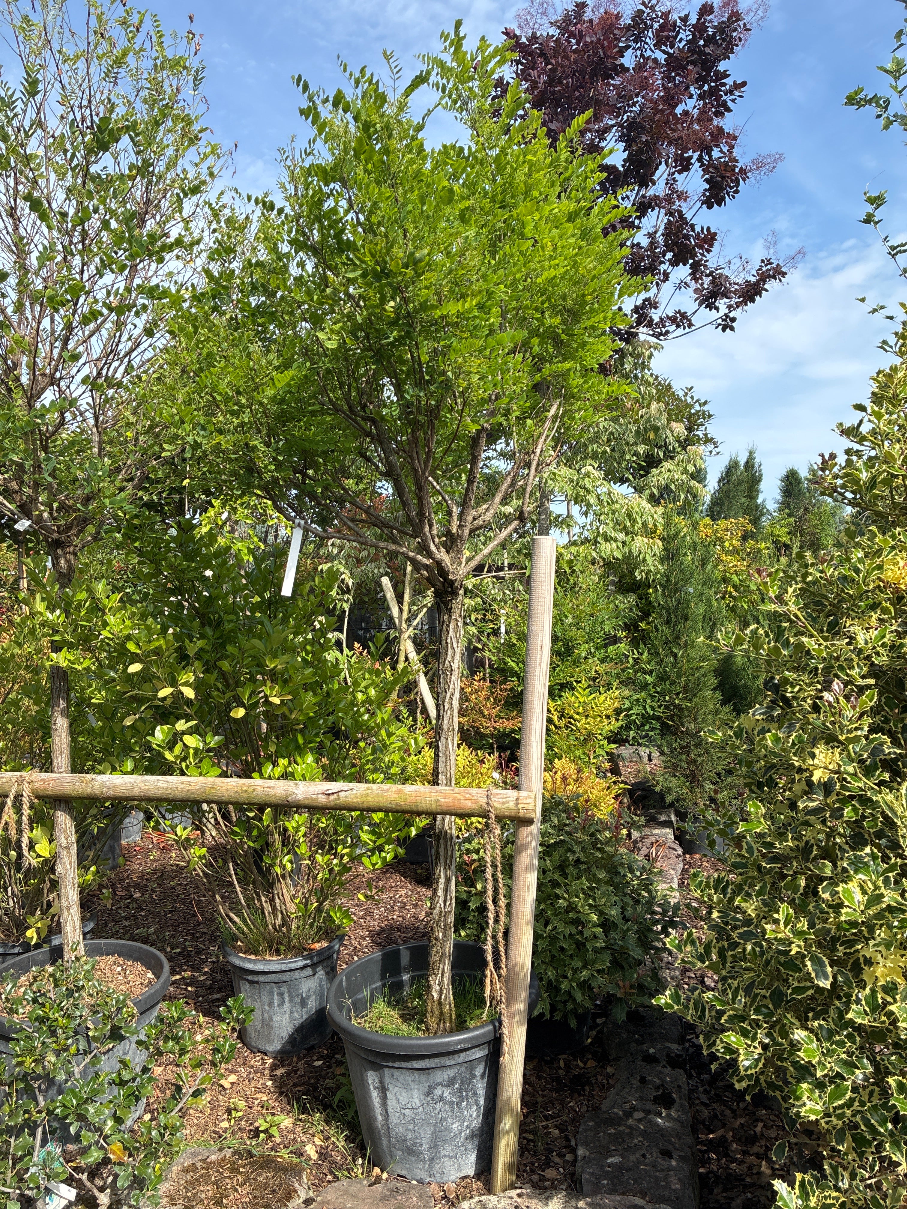 Kugelakazie 'Umbraculifera' / Robinia pseudoacacia 'Umbraculifera'