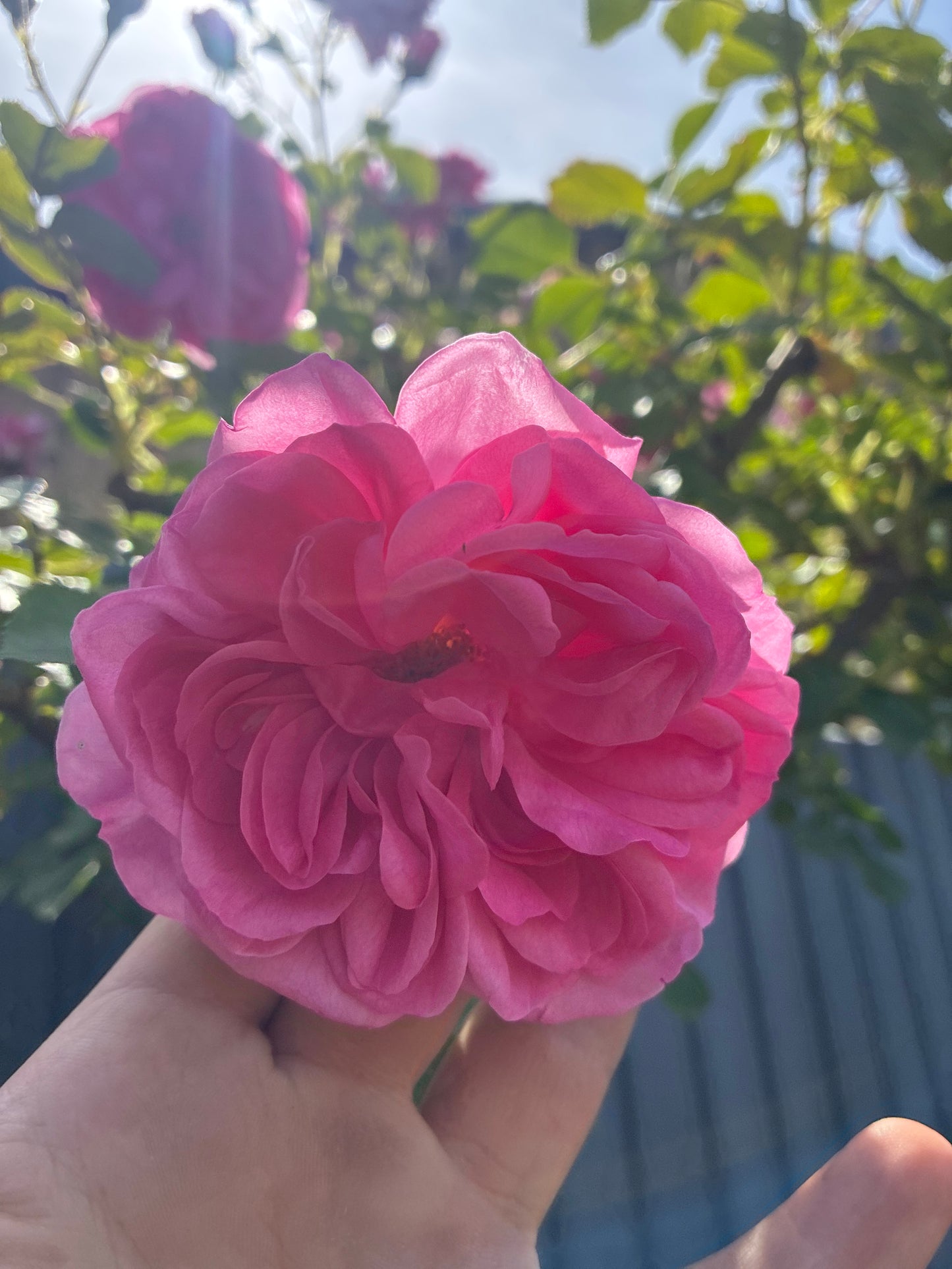Strauchrose 'Uetersens Rosenprinzessin'® / Rosa 'Uetersens Rosenprinzessin'®