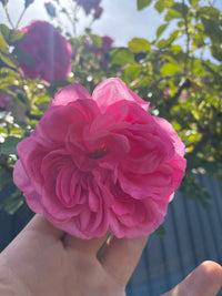 Strauchrose 'Uetersens Rosenprinzessin'® / Rosa 'Uetersens Rosenprinzessin'®
