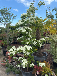 Japanischer Blumen-Hartriegel 'Venus'® / Cornus kousa 'Venus'®