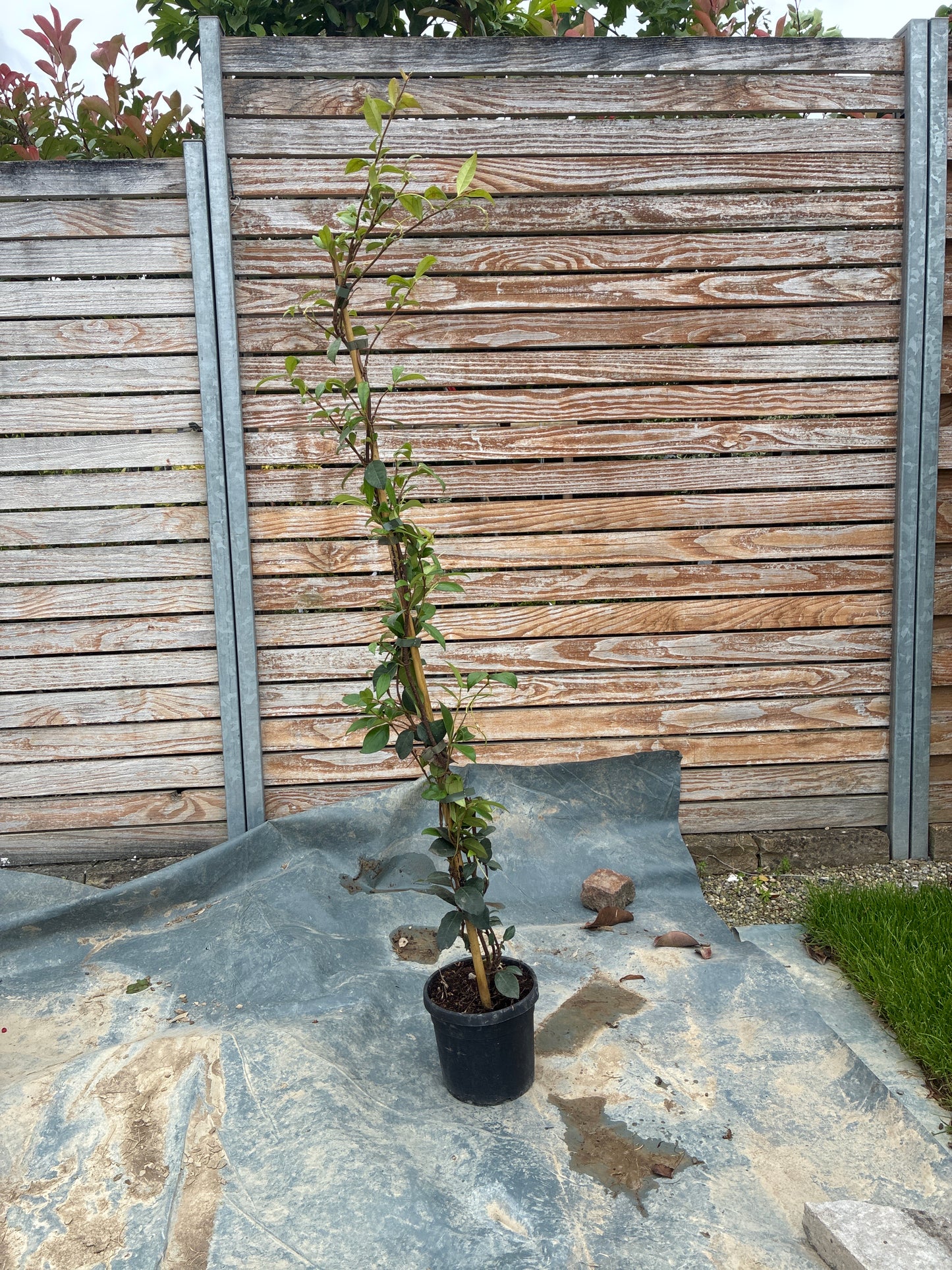 Sternjasmin / Trachelospermum jasminoides