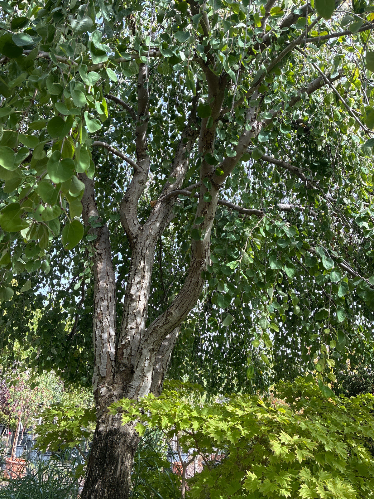 Hängender Katsurabaum 'Pendulum' / Cercidiphyllum japonicum 'Pendulum', Stamm