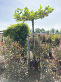 Ahornblättrige Platane / Platanus x hispanica, Stamm und Dachplatane
