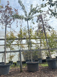 Japanische Maienkirsche / Prunus yedoensis