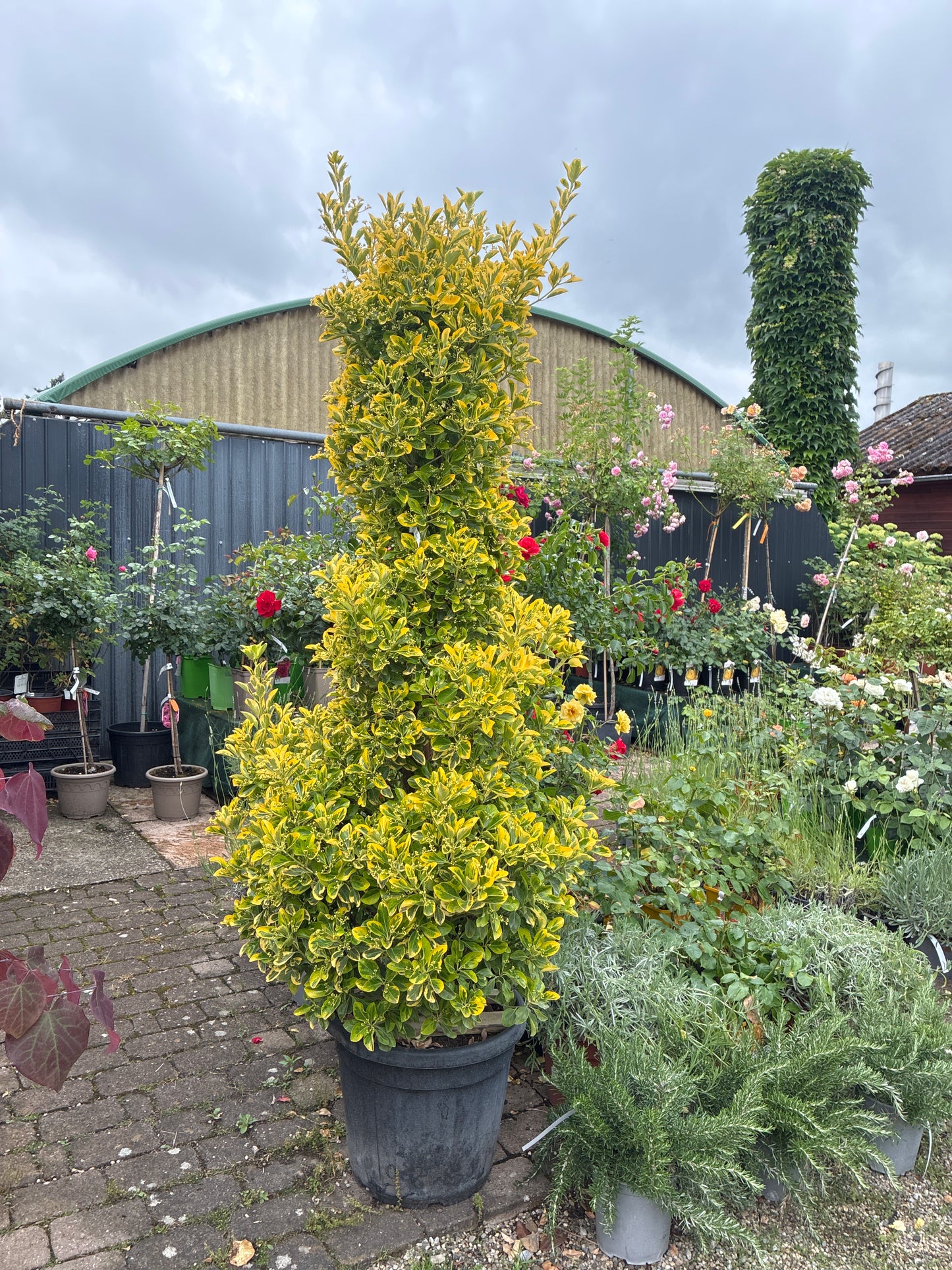 Japanischer Spindelstrauch 'Aureus' / Euonymus japonicus 'Aureus'