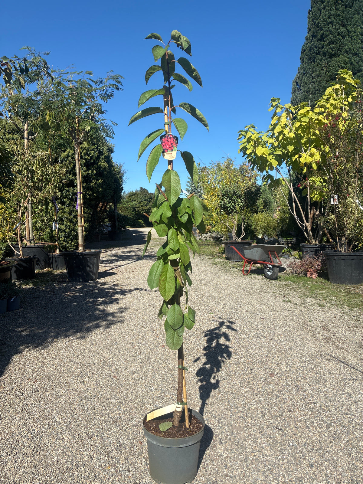Säulenkirsche / Prunus avium 'Sylvia'