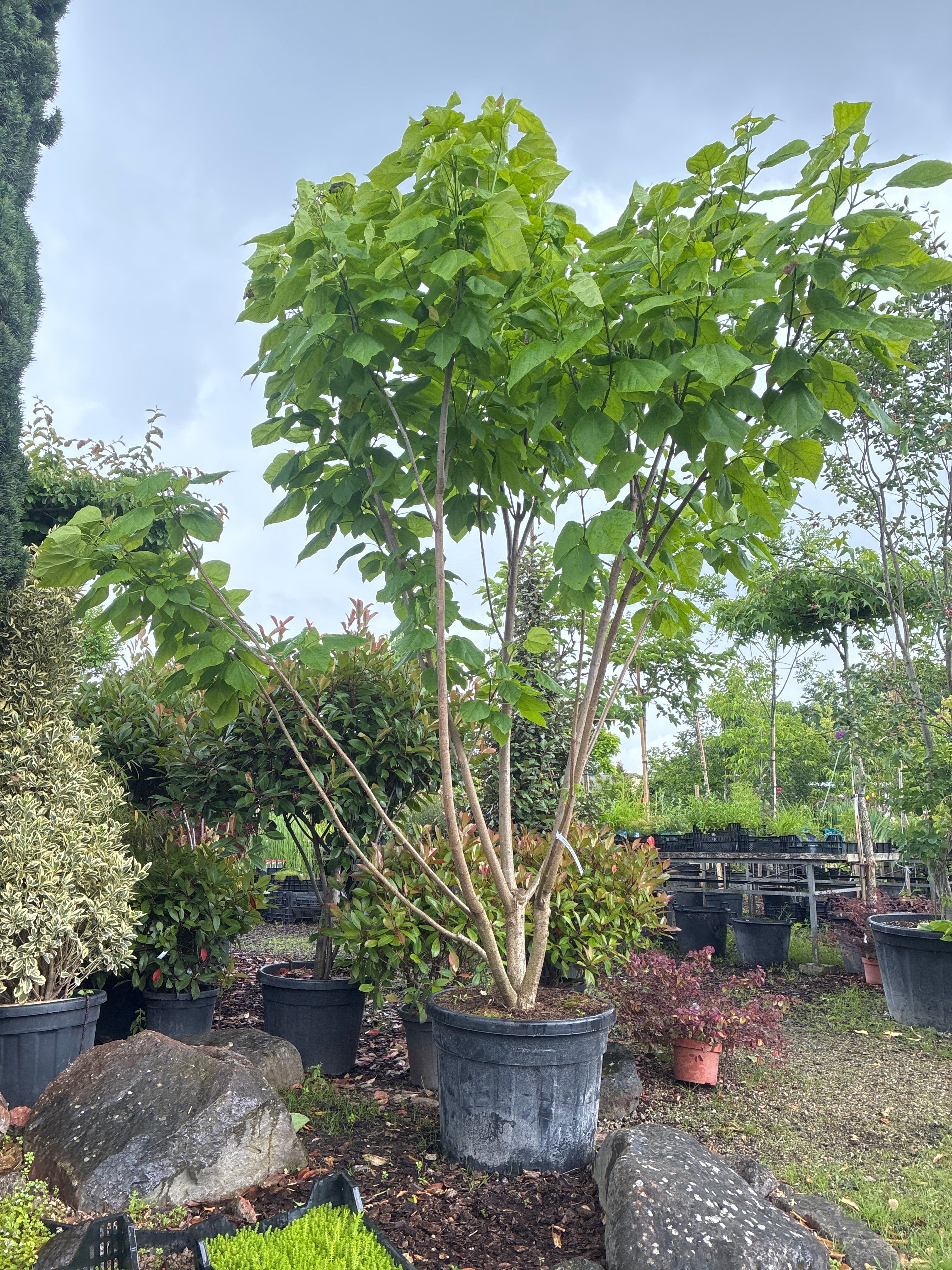 Trompetenbaum / Catalpa bignonioides