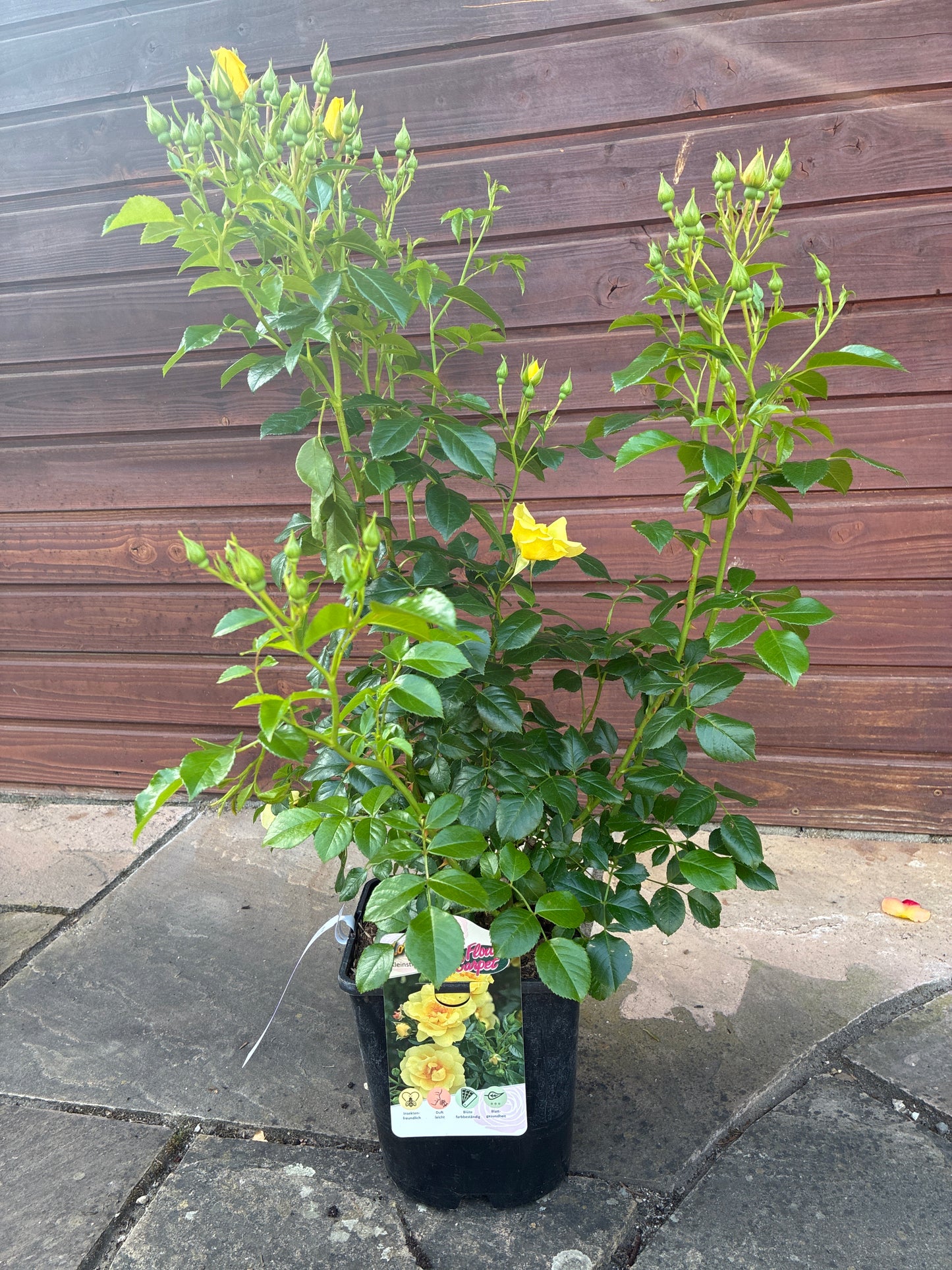 Bodendeckerrose / Rosa 'Loredo'®