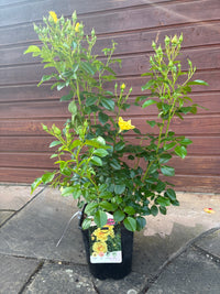 Bodendeckerrose / Rosa 'Loredo'®