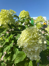 Rispenhortensie / Hydrangea paniculata 'Limelight'