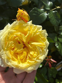 Strauchrose / Rosa Shining Light® ADR