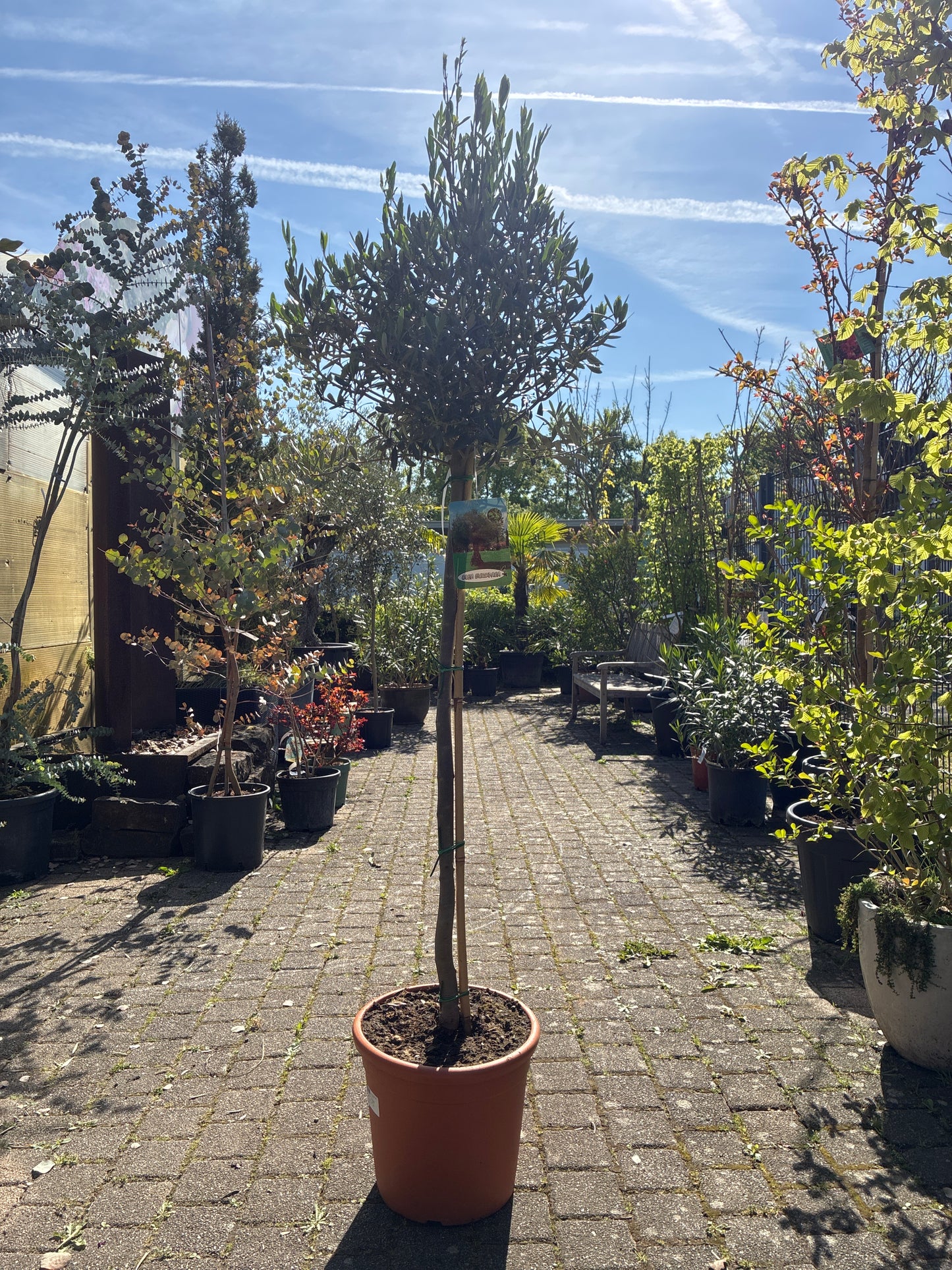 Olivenbaum / Olea europaea