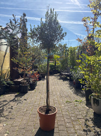 Olivenbaum / Olea europaea