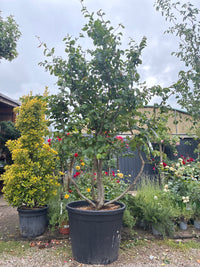 Eisenbaum / Parrotia persica
