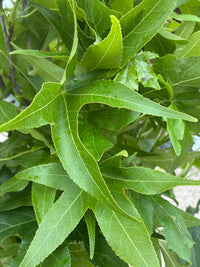 Amberbaum 'Slender Silhouette' / Liquidambar styraciflua 'Slender Silhouette'
