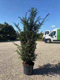 Heimische Eibe / Taxus baccata