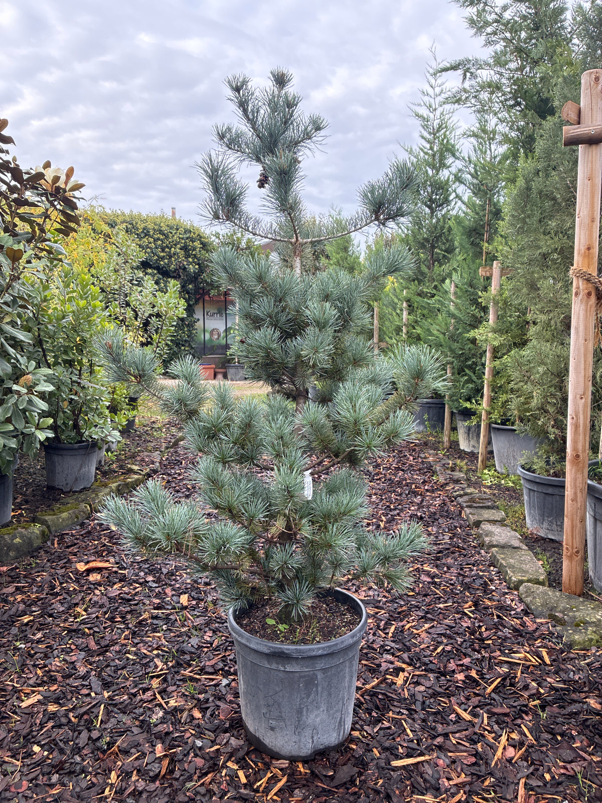 Blaue Mädchenkiefer 'Negishi' / Pinus parviflora 'Negishi'