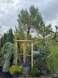 Pinie / Pinus pinea