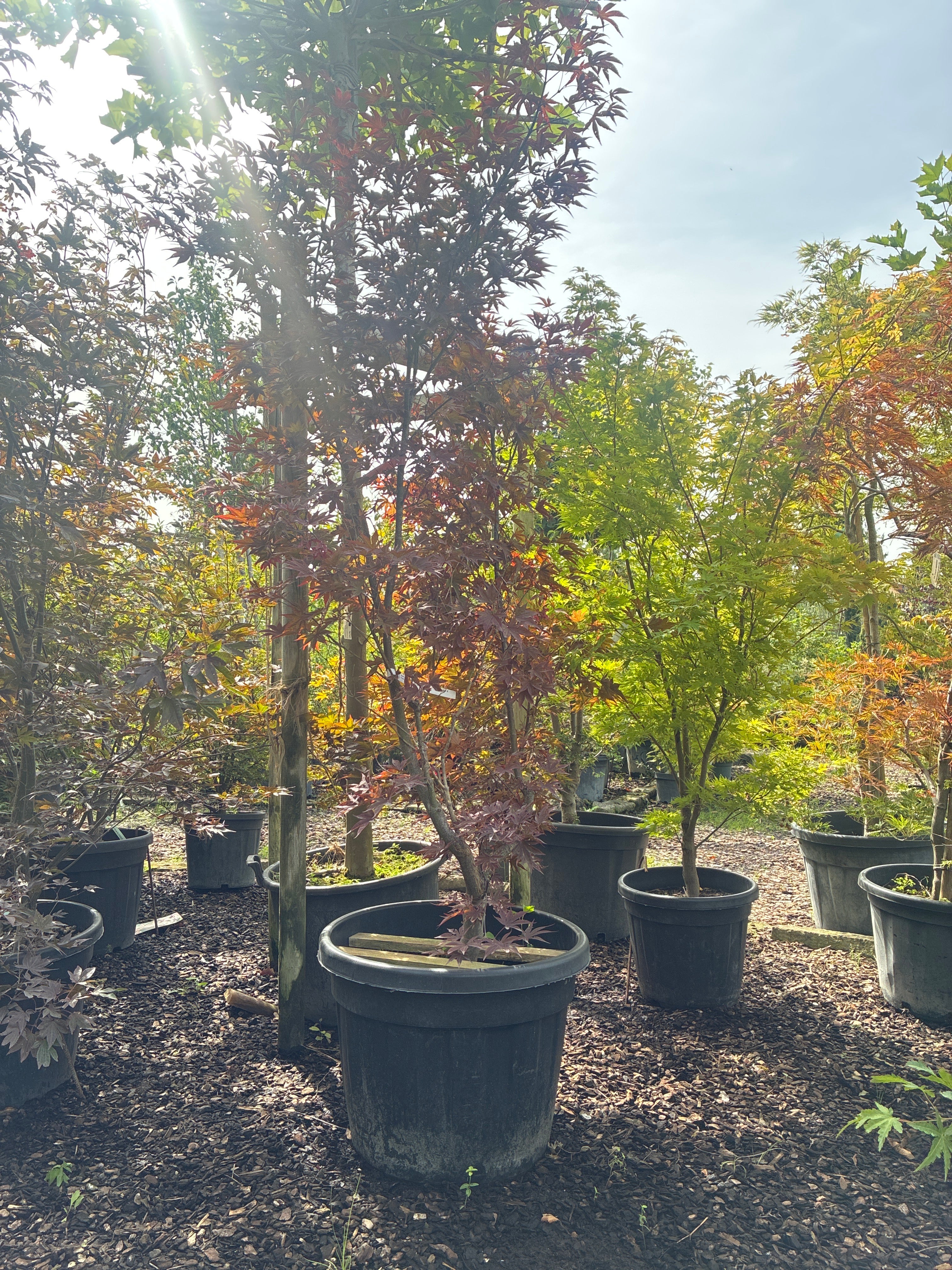 Roter Fächerahorn 'Atropurpureum' / Acer palmatum 'Atropurpureum'