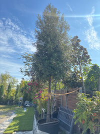 Stein-Eiche / Quercus ilex
