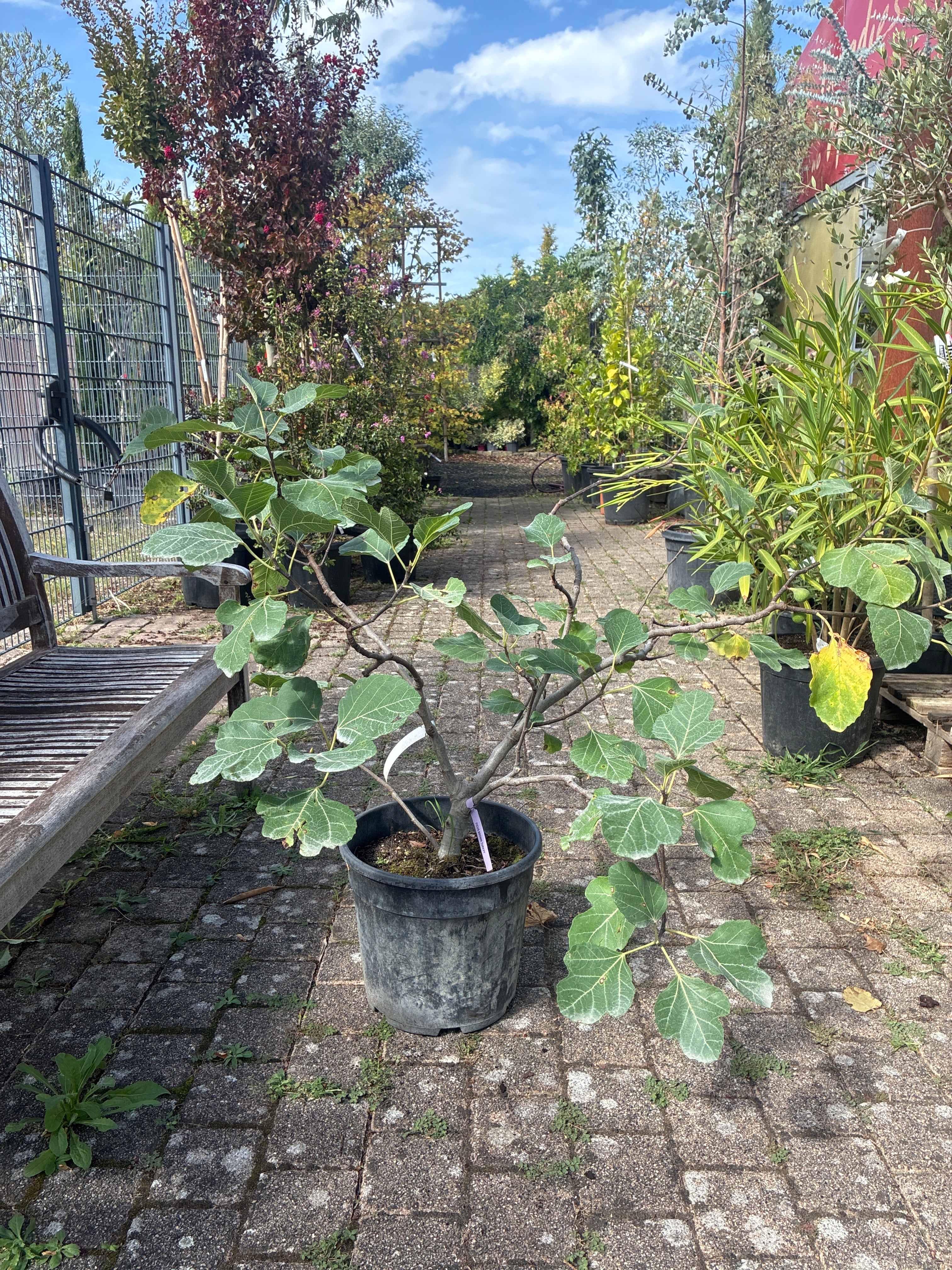 Feige 'Brown Turkey' / Ficus carica 'Brown Turkey'