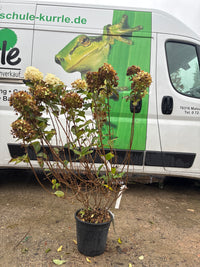 Rispenhortensie / Hydrangea paniculata 'Limelight'