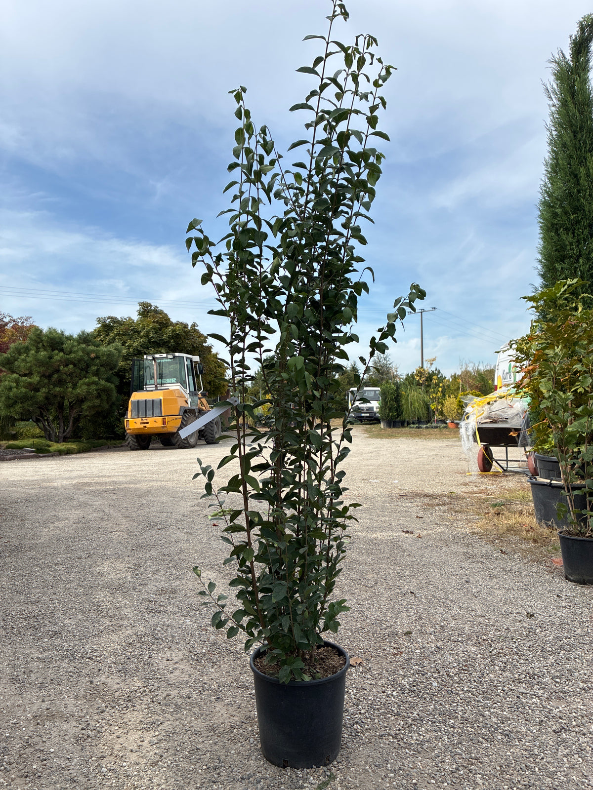 Ovalblättriger Liguster / Ligustrum ovalifolium