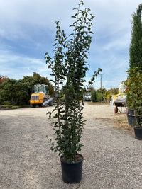 Ovalblättriger Liguster / Ligustrum ovalifolium
