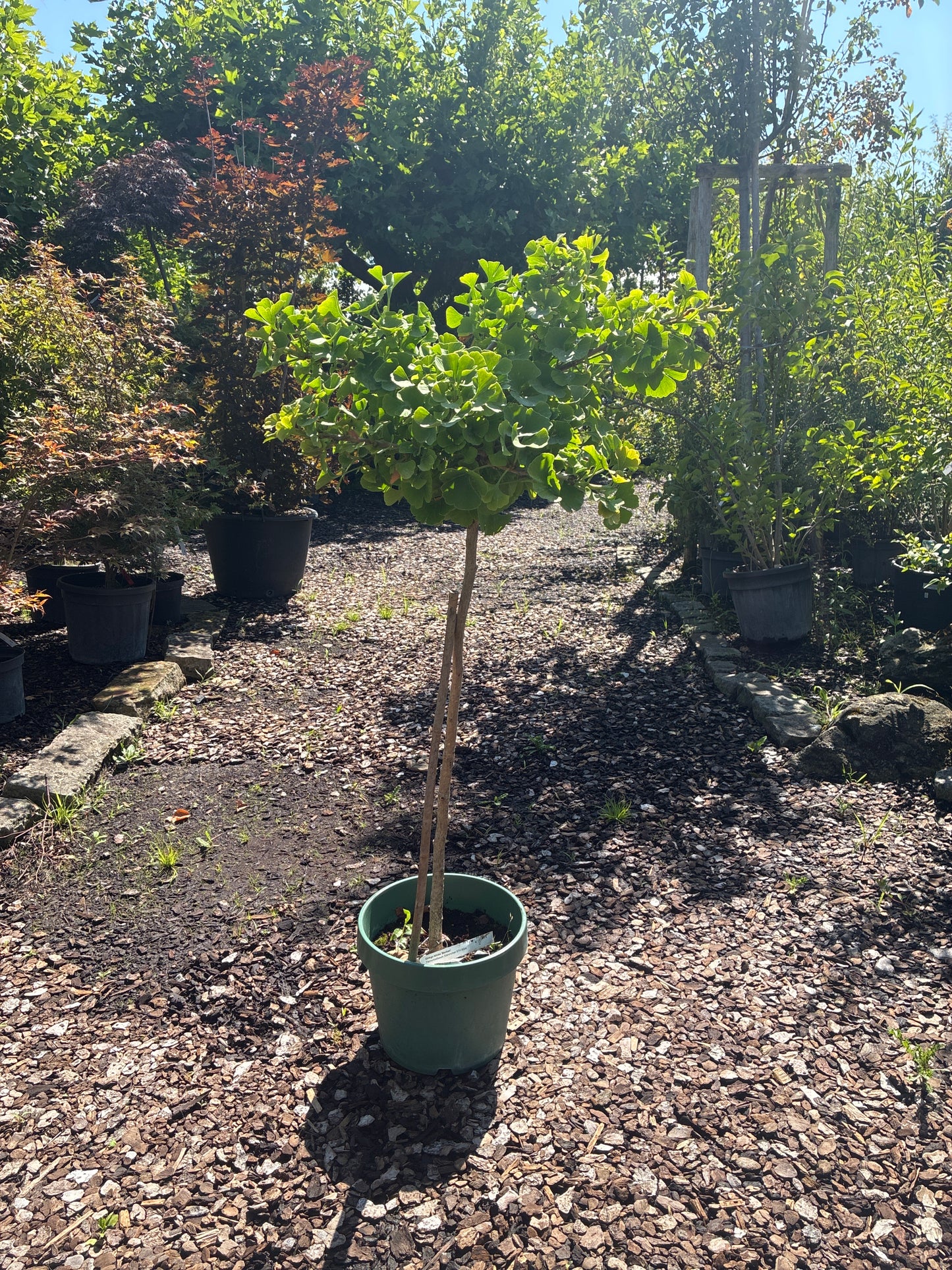 Fächerblattbaum 'Mariken' / Ginkgo biloba 'Mariken'