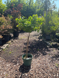 Fächerblattbaum 'Mariken' / Ginkgo biloba 'Mariken'
