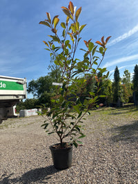 Glanzmispel 'Red Robin' / Photinia fraseri 'Red Robin'