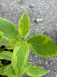 Gelbbunter Hartriegel / Cornus alba ‘Spaethii’