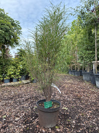 Farnblättriger Faulbaum 'Fine Line'® / Frangula alnus 'Fine Line'®
