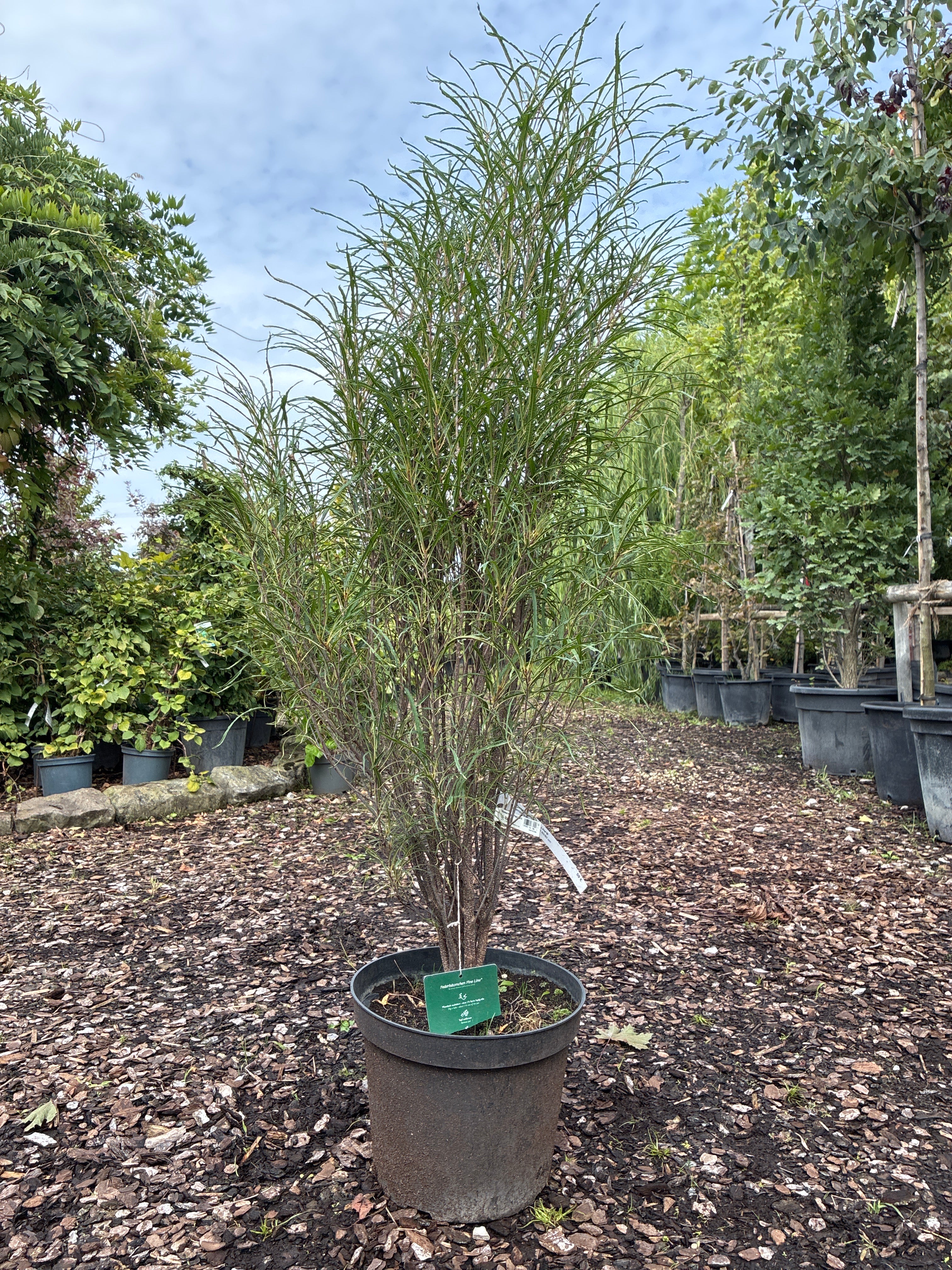 Farnblättriger Faulbaum 'Fine Line'® / Frangula alnus 'Fine Line'®