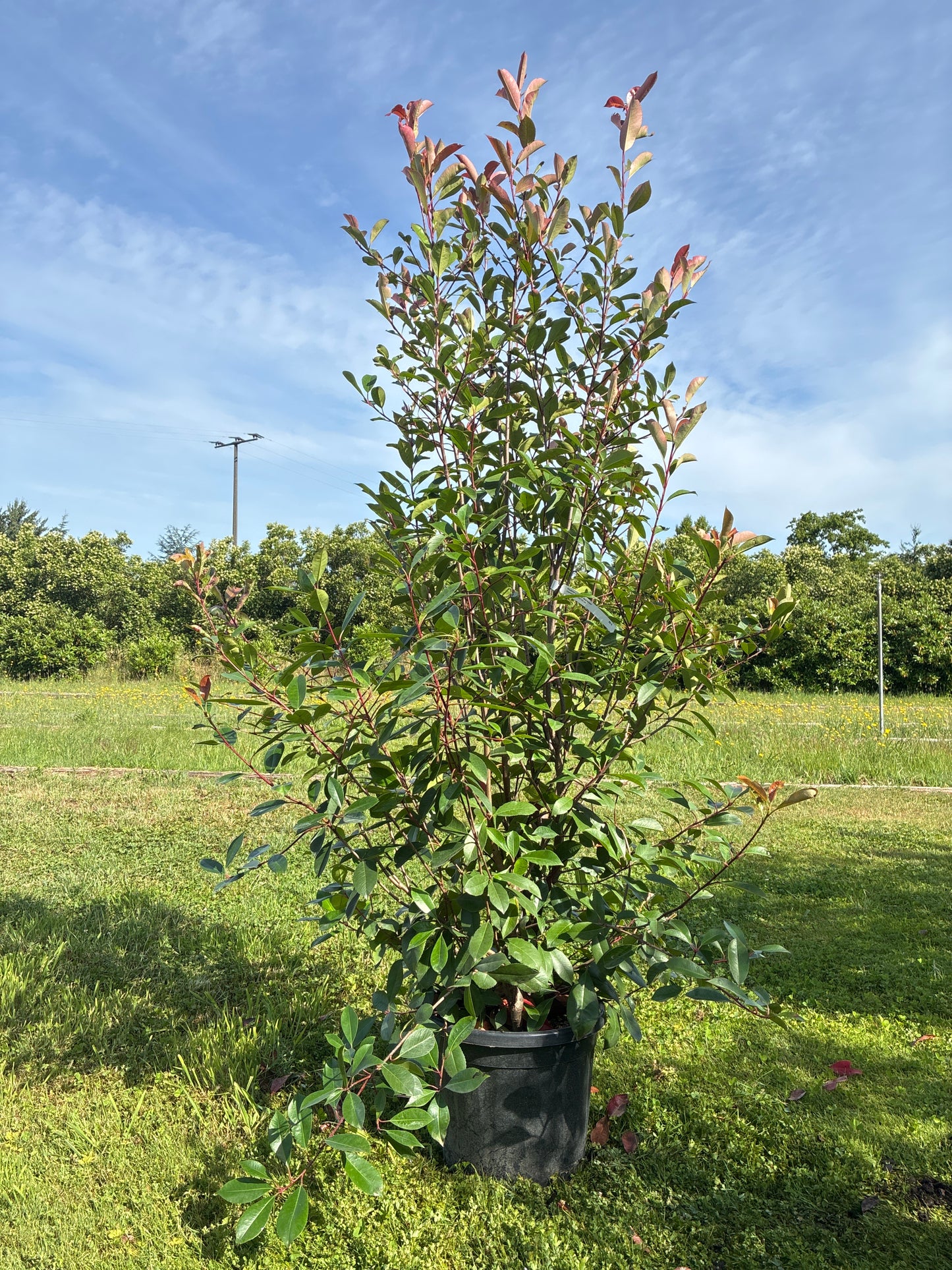 Glanzmispel 'Red Robin' / Photinia fraseri 'Red Robin'