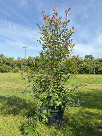 Glanzmispel 'Red Robin' / Photinia fraseri 'Red Robin'