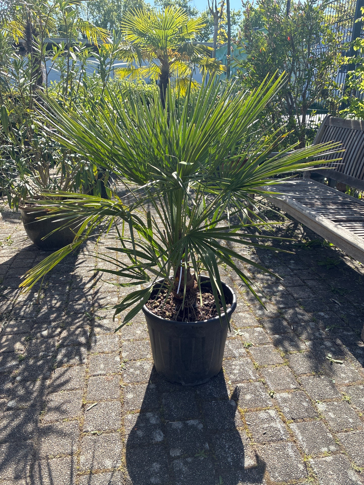 Zwergpalme / Chamaerops humilis
