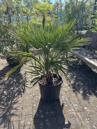 Zwergpalme / Chamaerops humilis