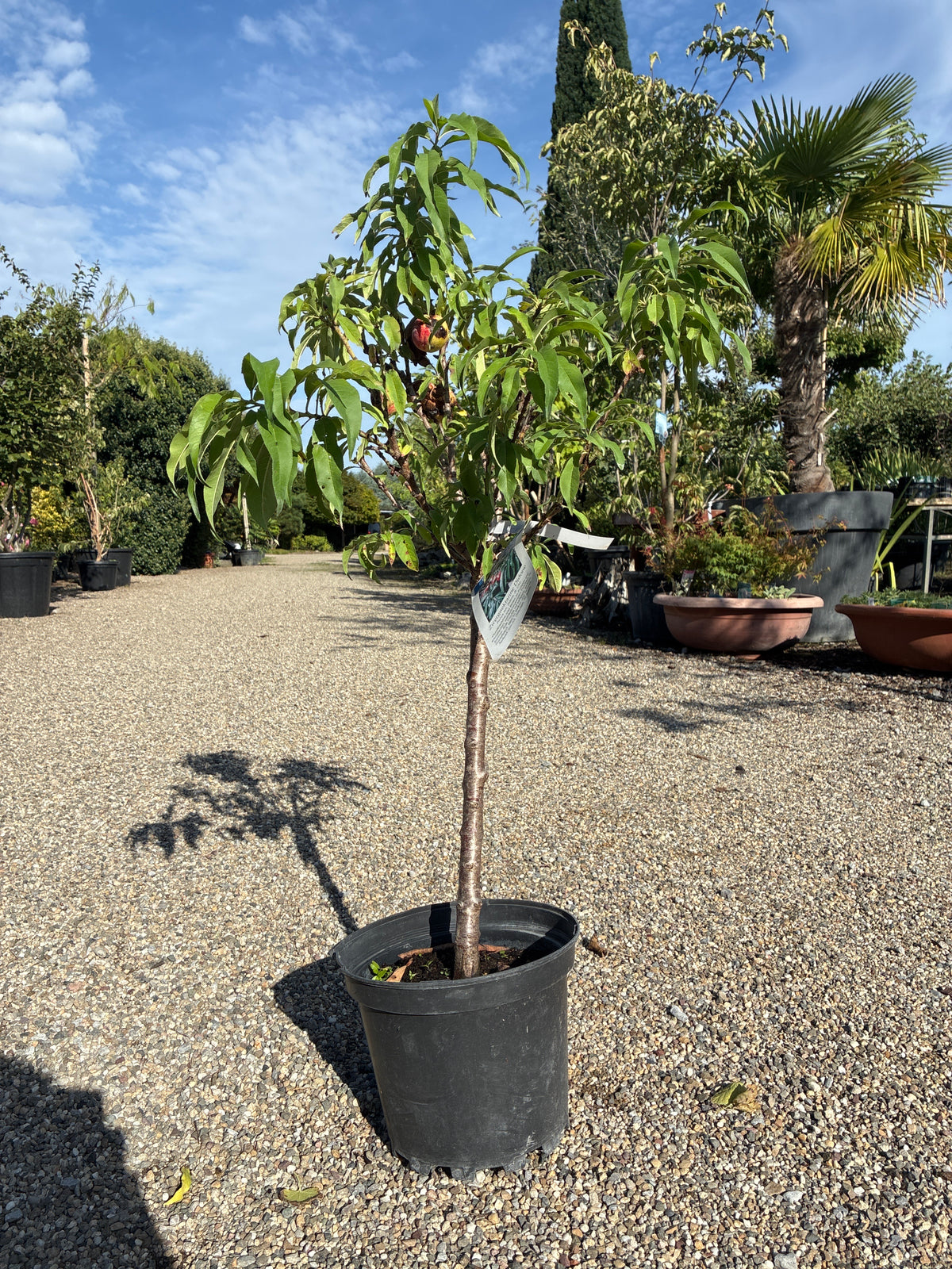 Zwergnektarine 'Didone' / Prunus persica var. nucipersica 'Didone'