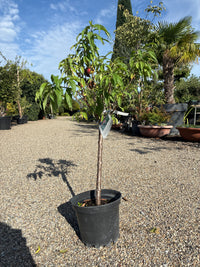 Zwergnektarine 'Didone' / Prunus persica var. nucipersica 'Didone'