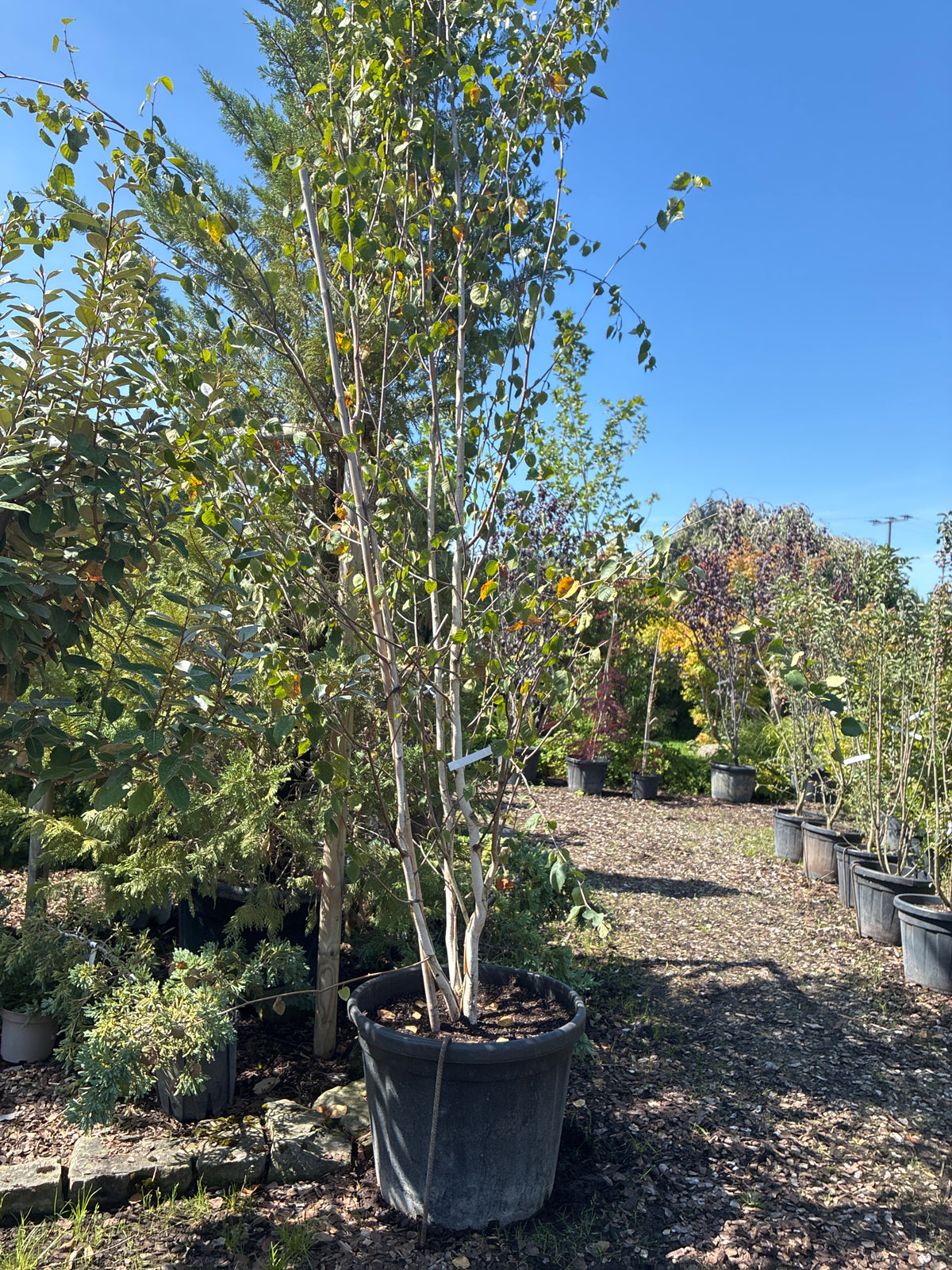 Himalayabirke 'Doorenbos' / Betula utilis 'Doorenbos'