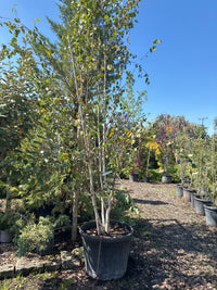 Himalayabirke 'Doorenbos' / Betula utilis 'Doorenbos'