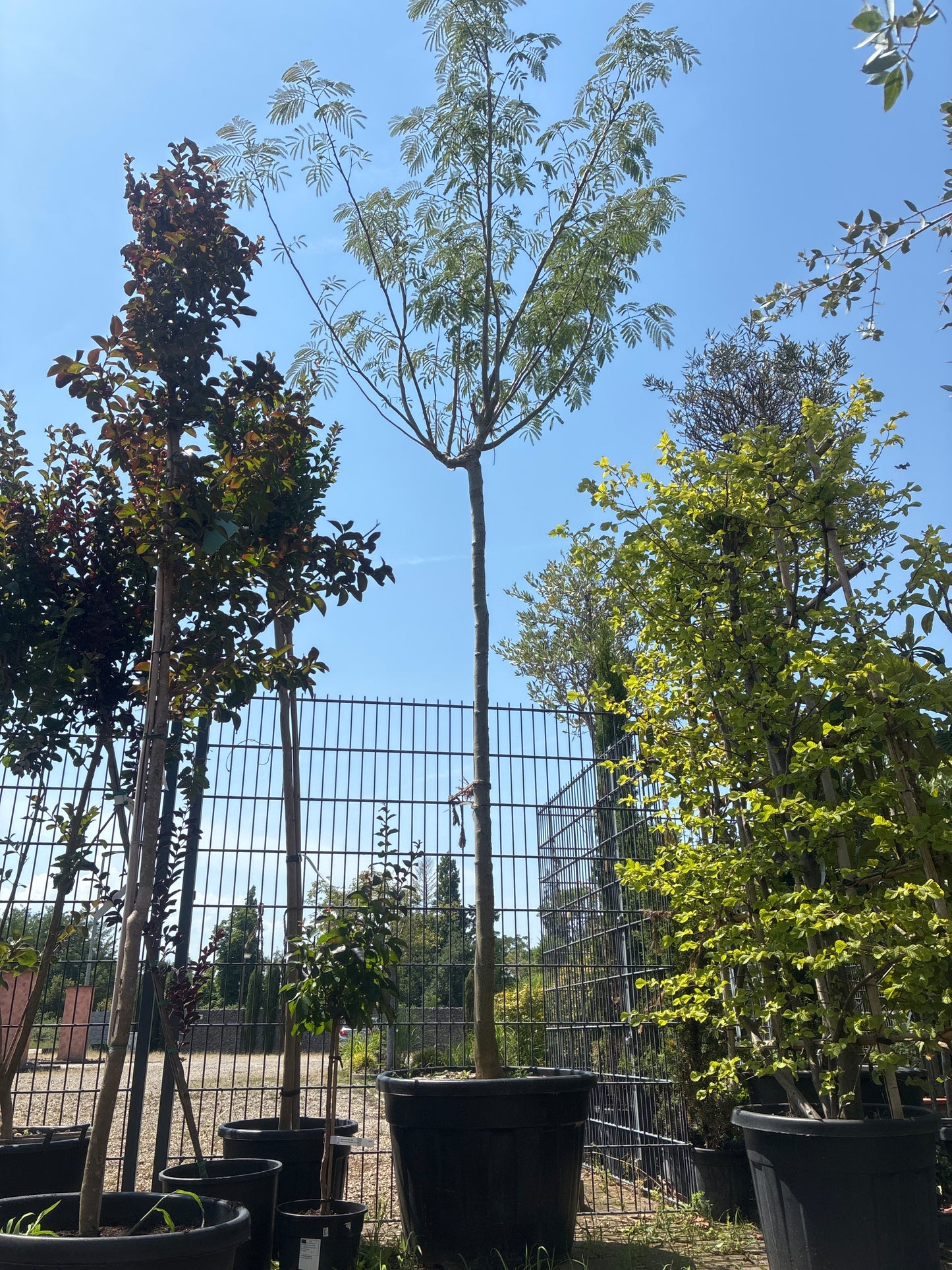 Seidenbaum 'Ombrella' / Albizia julibrissin 'Ombrella'