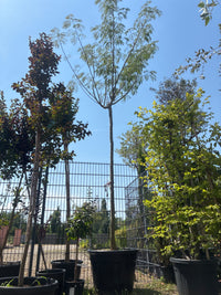 Seidenbaum 'Ombrella' / Albizia julibrissin 'Ombrella'